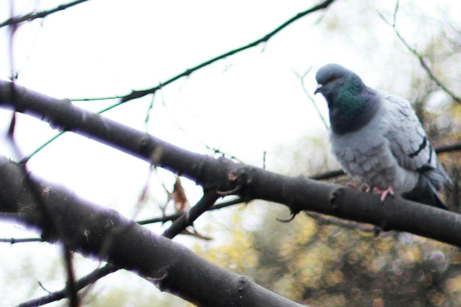Billede af duer der har den optiske fejl kromatisk aberration
